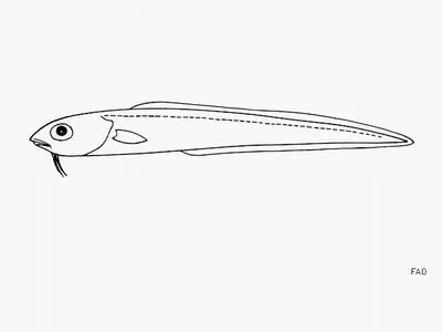 Rainbow cusk eel (Ophidion iris)