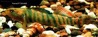 Rainbow darter (Etheostoma caeruleum)
