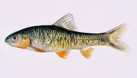 Rainbow gudgeon (Sarcocheilichthys nigripinnis nigripinnis)