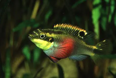 Rainbow krib (Pelvicachromis pulcher)