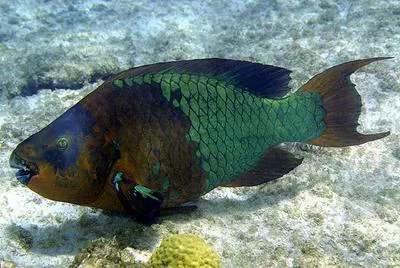 Rainbow parrotfish (Scarus guacamaia)