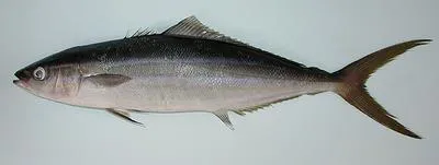 Rainbow runner (Elagatis bipinnulata)