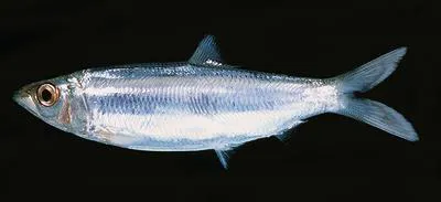 Rainbow sardine (Dussumieria acuta)