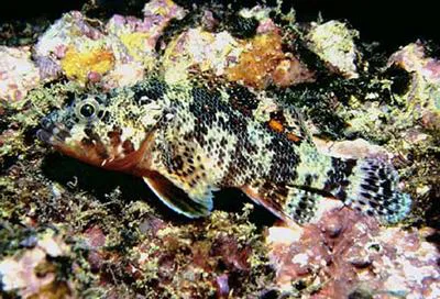 Rainbow scorpionfish (Scorpaenodes xyris)