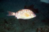 Rainbow seaperch (Hypsurus caryi)