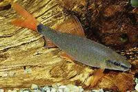 Rainbow sharkminnow (Epalzeorhynchos frenatus)