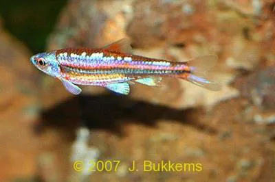 Rainbow shiner (Notropis chrosomus)