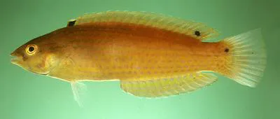 Rainbow slender wrasse (Suezichthys arquatus)