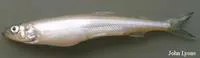 Rainbow smelt (Osmerus mordax mordax)