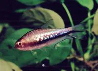 Rainbow tetra (Nematobrycon lacortei)