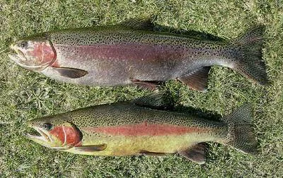 Rainbow trout (Oncorhynchus mykiss)