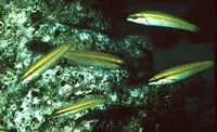 Rainbow wrasse (Halichoeres pictus)