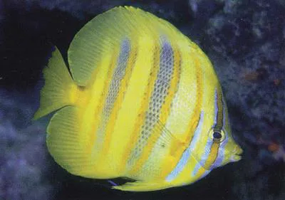 Rainford's butterflyfish (Chaetodon rainfordi)
