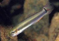Rainford's dartfish (Parioglossus rainfordi)