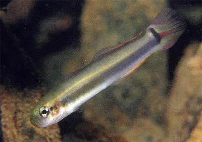 Rainford's dartfish (Parioglossus rainfordi)