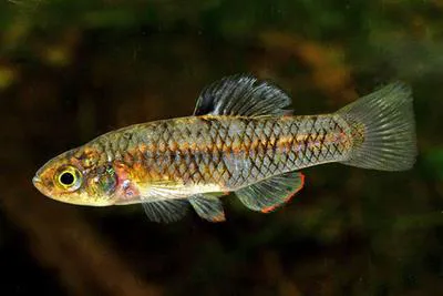 Rainwater killifish (Lucania parva)