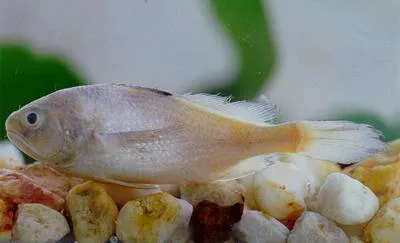 Rake stardrum (Stellifer rastrifer)