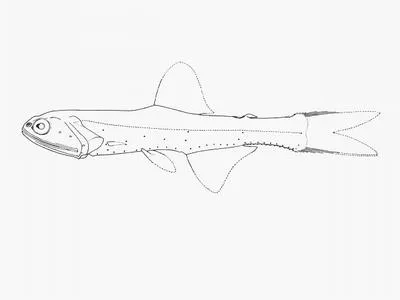Rakery beaconlamp (Lampanyctus macdonaldi)