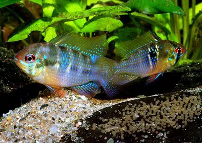 Ram cichlid (Mikrogeophagus ramirezi)