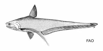 Ramcarat grenadier anchovy (Coilia ramcarati)