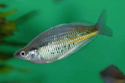 Ramu rainbowfish (Glossolepis ramuensis)