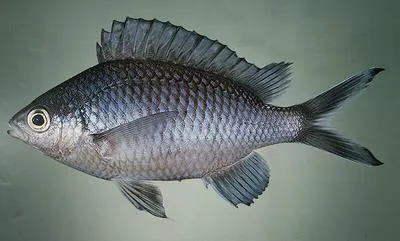 Randall's chromis (Chromis randalli)