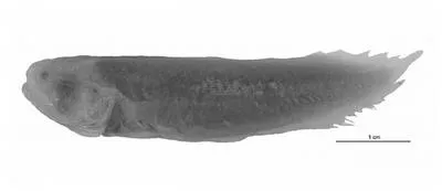 Randall's coralbrotula (Diancistrus jackrandalli)