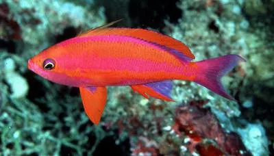Randall's fairy basslet (Pseudanthias randalli)