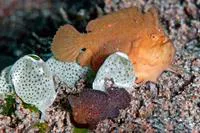 Randall's frogfish (Antennarius randalli)