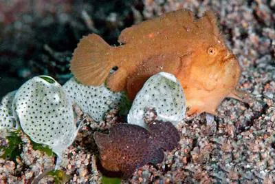 Randall's frogfish (Antennarius randalli)