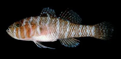 Randall's goby (Priolepis randalli)