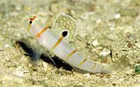 Randall's prawn-goby (Amblyeleotris randalli)