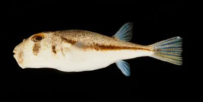 Randall's puffer (Torquigener randalli)
