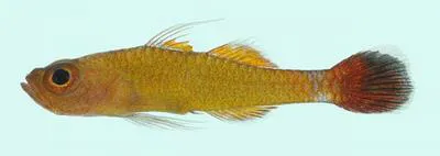 Randall?s pygmy goby (Trimma randalli)