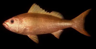 Randall's snapper (Randallichthys filamentosus)