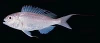 Randall's threadfin bream (Nemipterus randalli)