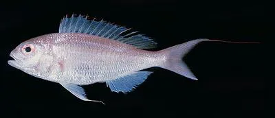 Randall's threadfin bream (Nemipterus randalli)