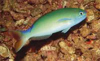 Randall?s tilefish (Hoplolatilus randalli)