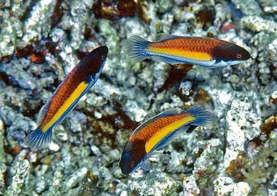 Randall's wrasse (Cirrhilabrus randalli)