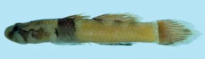 Ranta Goby (Feia ranta)