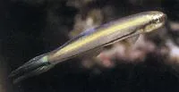 Rao's hover goby (Parioglossus raoi)