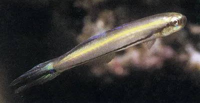 Rao's hover goby (Parioglossus raoi)