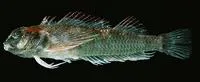 Rapa triplefin (Enneapterygius randalli)