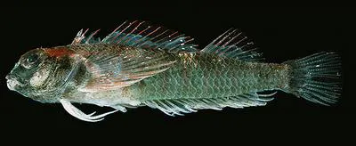 Rapa triplefin (Enneapterygius randalli)