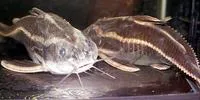 Raphael catfish (Platydoras costatus)