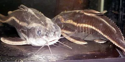 Raphael catfish (Platydoras costatus)