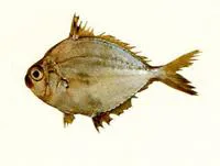 Rapson's ponyfish (Eubleekeria rapsoni)