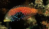 Rare wrasse (Macropharyngodon bipartitus bipartitus)