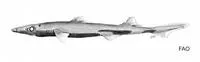 Rasptooth dogfish (Miroscyllium sheikoi)