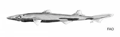 Rasptooth dogfish (Miroscyllium sheikoi)